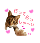 ベンガル＆友だちニャンこのスタンプ（個別スタンプ：13）