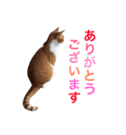 ぼっちゃん猫の福太郎 実写❤︎写真（個別スタンプ：1）