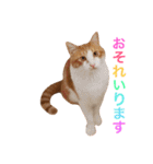 ぼっちゃん猫の福太郎 実写❤︎写真（個別スタンプ：3）