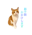 ぼっちゃん猫の福太郎 実写❤︎写真（個別スタンプ：4）