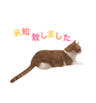 ぼっちゃん猫の福太郎 実写❤︎写真（個別スタンプ：5）