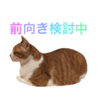 ぼっちゃん猫の福太郎 実写❤︎写真（個別スタンプ：7）