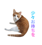 ぼっちゃん猫の福太郎 実写❤︎写真（個別スタンプ：8）