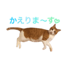 ぼっちゃん猫の福太郎 実写❤︎写真（個別スタンプ：13）