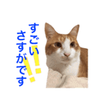 ぼっちゃん猫の福太郎 実写❤︎写真（個別スタンプ：19）