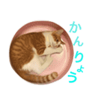 ぼっちゃん猫の福太郎 実写❤︎写真（個別スタンプ：20）