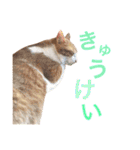 ぼっちゃん猫の福太郎 実写❤︎写真（個別スタンプ：22）