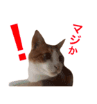 ぼっちゃん猫の福太郎 実写❤︎写真（個別スタンプ：23）