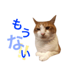 ぼっちゃん猫の福太郎 実写❤︎写真（個別スタンプ：24）