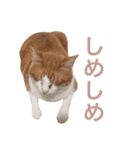 ぼっちゃん猫の福太郎 実写❤︎写真（個別スタンプ：25）