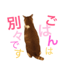 ぼっちゃん猫の福太郎 実写❤︎写真（個別スタンプ：27）