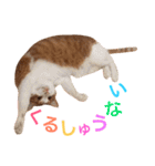 ぼっちゃん猫の福太郎 実写❤︎写真（個別スタンプ：28）