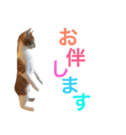 ぼっちゃん猫の福太郎 実写❤︎写真（個別スタンプ：29）