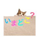 ぼっちゃん猫の福太郎 実写❤︎写真（個別スタンプ：32）