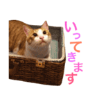 ぼっちゃん猫の福太郎 実写❤︎写真（個別スタンプ：33）