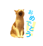 ぼっちゃん猫の福太郎 実写❤︎写真（個別スタンプ：35）