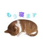 ぼっちゃん猫の福太郎 実写❤︎写真（個別スタンプ：37）