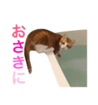 ぼっちゃん猫の福太郎 実写❤︎写真（個別スタンプ：38）