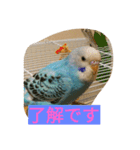 かわいいピー助（個別スタンプ：1）