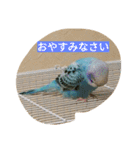 かわいいピー助（個別スタンプ：12）