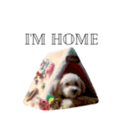 Toy the maltipoo！（個別スタンプ：13）