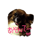 エヌズファミリー（個別スタンプ：5）