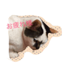 エヌズファミリー（個別スタンプ：8）
