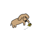 Pabio the Lovely Golden Dachshund（個別スタンプ：3）