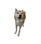 柴犬 げんた（個別スタンプ：10）
