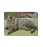 cat so cute！！（個別スタンプ：1）