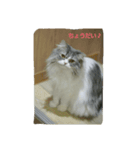 cat so cute！！（個別スタンプ：3）