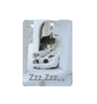 cat so cute！！（個別スタンプ：5）