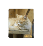 cat so cute！！（個別スタンプ：7）