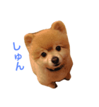 わんこ達のきもち（個別スタンプ：1）