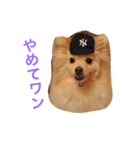 わんこ達のきもち（個別スタンプ：2）