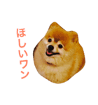 わんこ達のきもち（個別スタンプ：5）