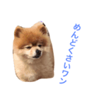 わんこ達のきもち（個別スタンプ：6）