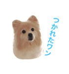 わんこ達のきもち（個別スタンプ：7）