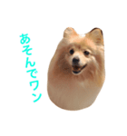 わんこ達のきもち（個別スタンプ：8）