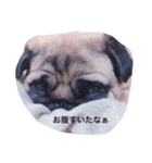 おもち時々おこわ（個別スタンプ：1）