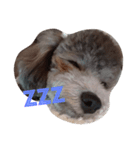 犬のFil（個別スタンプ：1）