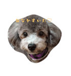犬のFil（個別スタンプ：2）