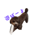 犬のFil（個別スタンプ：6）