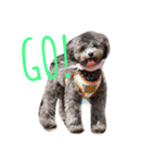犬のFil（個別スタンプ：7）