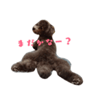 犬のFil（個別スタンプ：8）