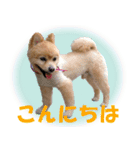ポメラニアンの♡ロンちゃん（個別スタンプ：2）