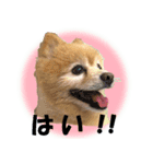 ポメラニアンの♡ロンちゃん（個別スタンプ：7）