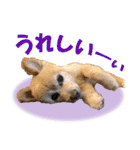 ポメラニアンの♡ロンちゃん（個別スタンプ：8）