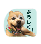 ポメラニアンの♡ロンちゃん（個別スタンプ：10）