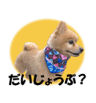 ポメラニアンの♡ロンちゃん（個別スタンプ：14）